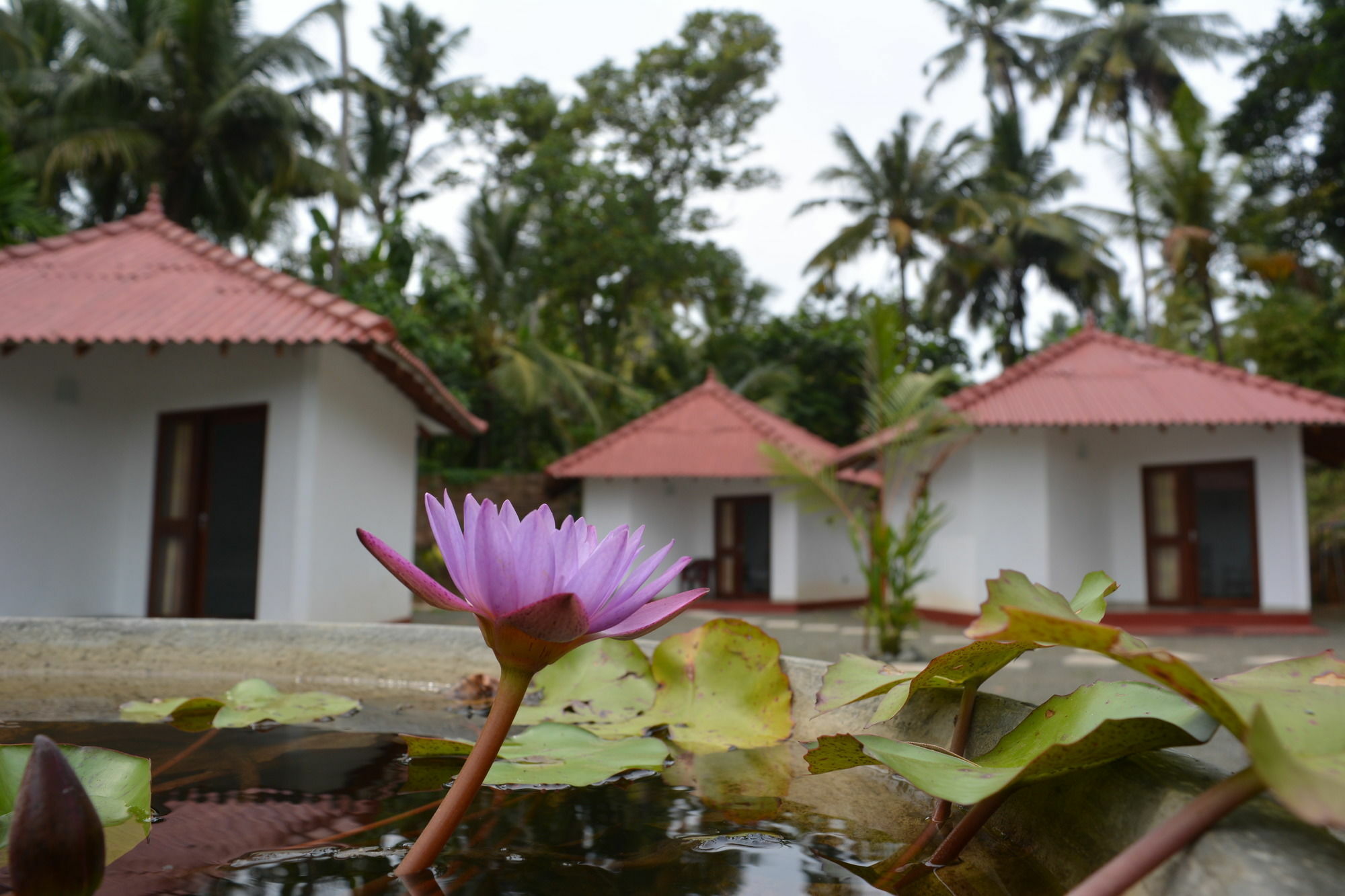 Blue Whale Lagoon Resort Ahangama Exterior photo